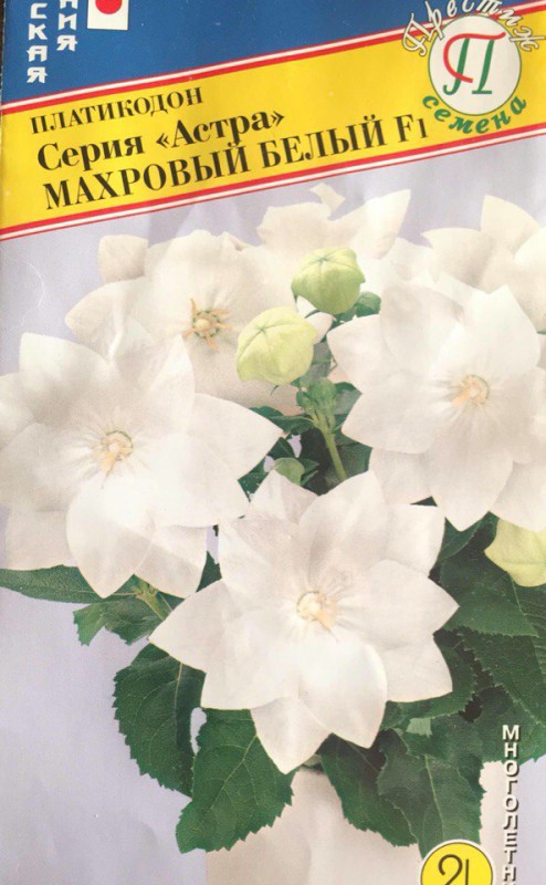 Платикодон махровый белый